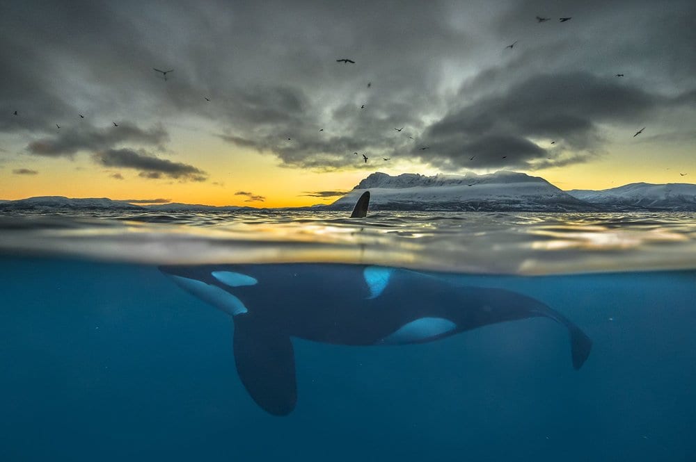   PHOTO CREDIT:  Audun Rikardsen LOCATION: Skjervoy (Norway) 
